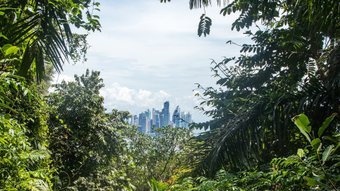 Panama-Stadt durch die Blätter des Regenwaldes hindurch