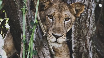 Löwin in einem Baum in Uganda