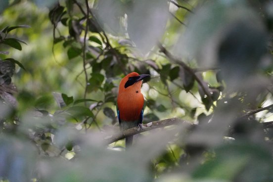 Zimtbrustmotmot in dichtem Gestrüpp, orange-brauner Vogel mit schwarzem Augenstreifen