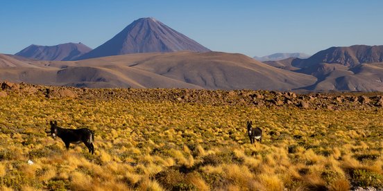 Zwei Esel in schöner Landschaft in Chile