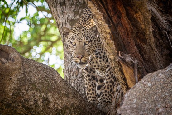 Leopard in Uganda in Nahaufnahme