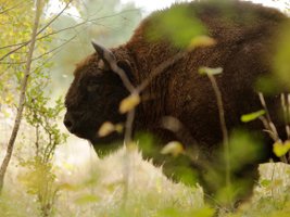 Ein Wisent versteckt ziwschen grünen Büschen