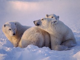 Muttereisbär mit ihren beiden Jungen im Sonnenuntergang im Schnee