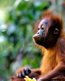 Baby Orang Utan auf den Schultern seiner Mutter