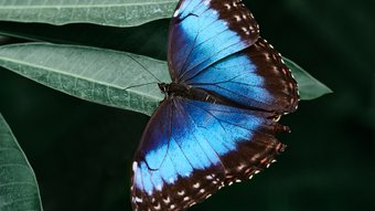 Blauer Morpho auf einem Blatt