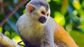 Totenkopfäffchen Manuel Antonio