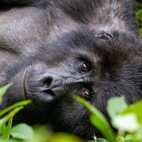 Nahaufnahme eines Gorillas im Bwindi Nationalpark.