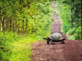 Galapagos Riesenschildkröte überquert eine Matschstraße