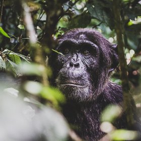 Schimpanse im dichten Dschungel Ugandas