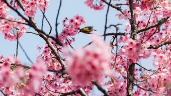 Japanbrillenvogel inmitten von pinken Kirschblüten