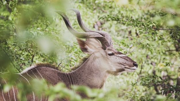 Flitterwochen in Botswana