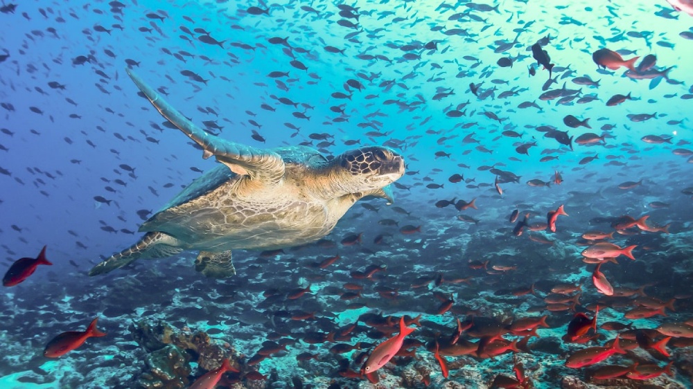 Flitterwochen in Ecuador und Galápagos