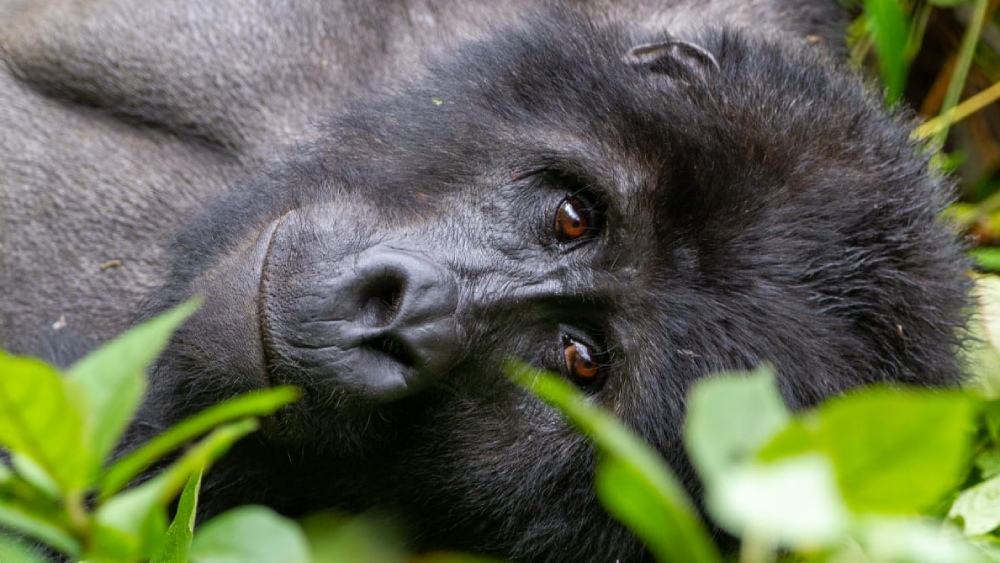 Flitterwochen in Uganda