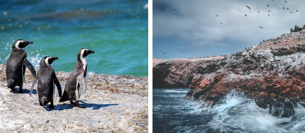 Humboldtpinguine an der Küste Perus