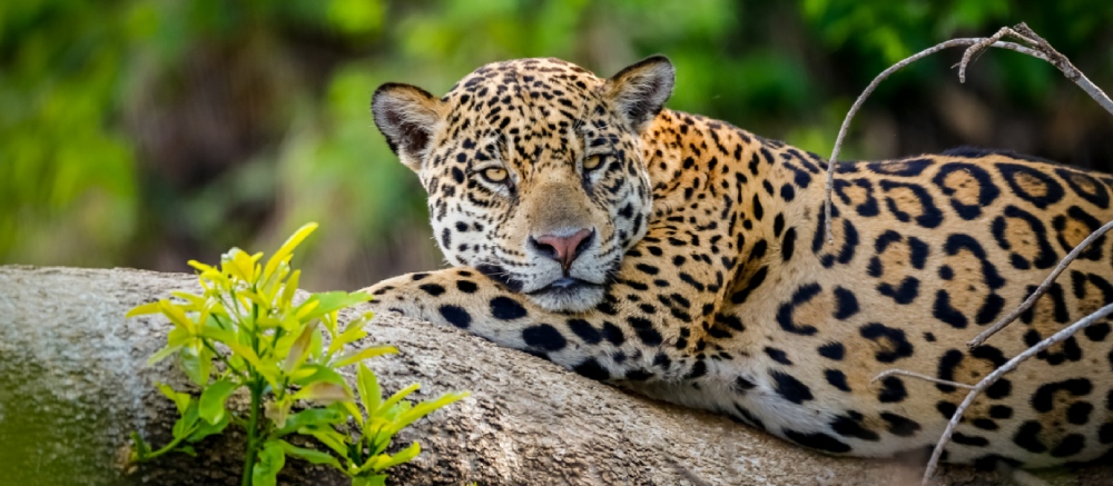 Jaguar im Amazonasgebiet, Peru