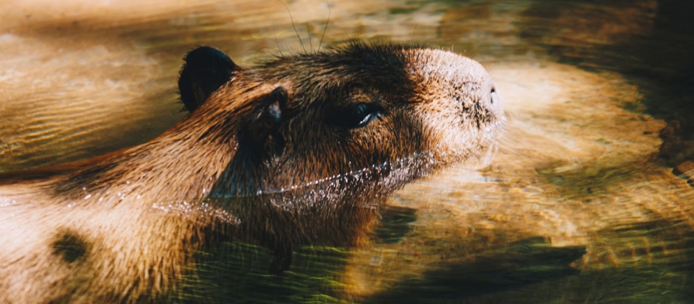 Capybara im Amazonasgebiet, Peru