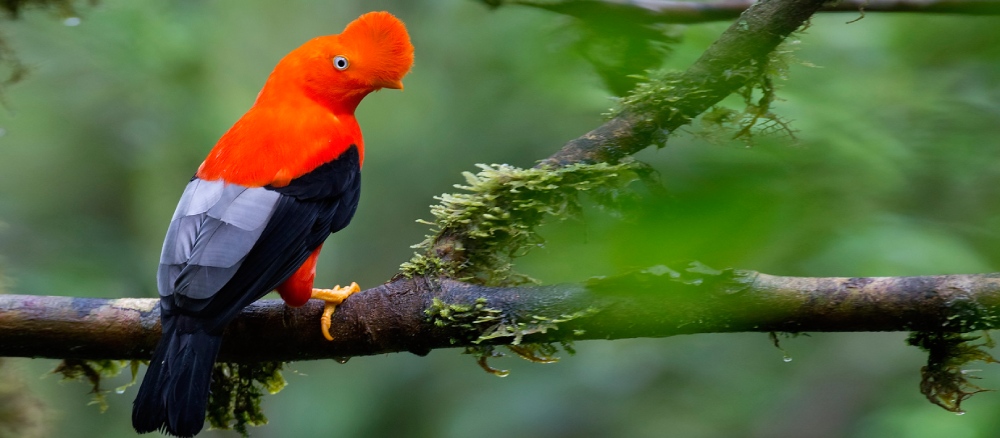 Andenfelsenhahn in Peru