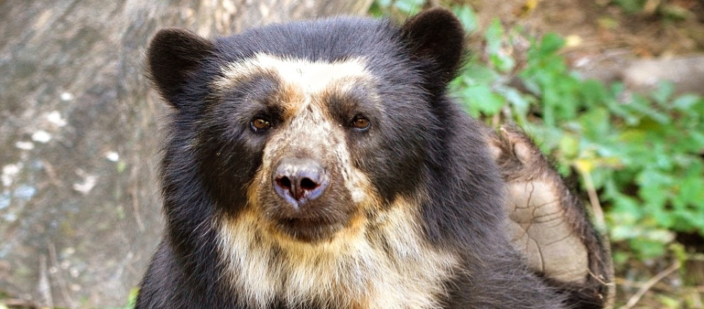 Brillenbär in Peru