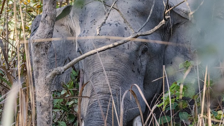 Elefant in Nepal