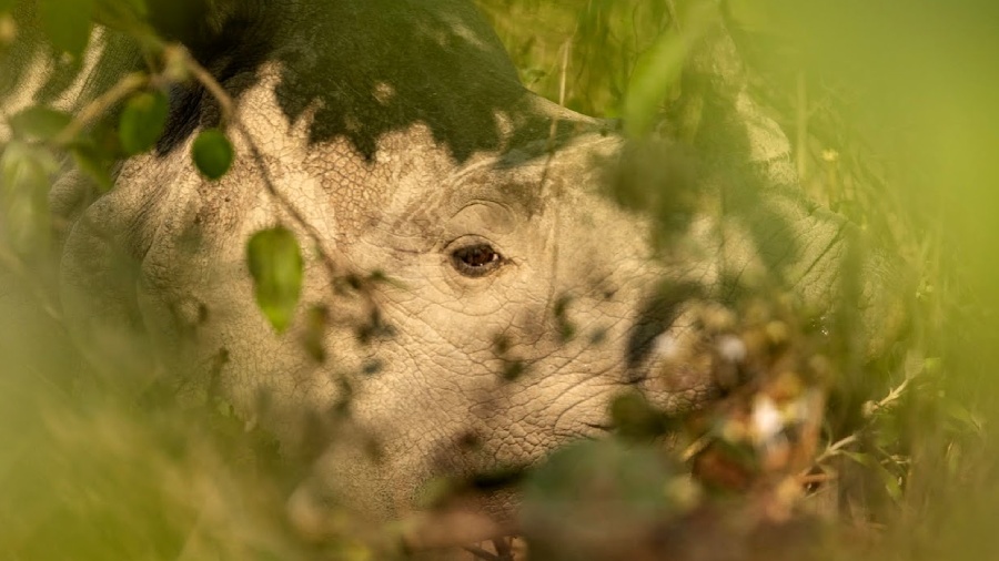 Nashorn in Nepal