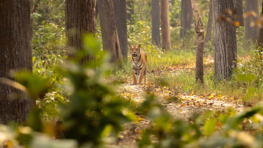 Tiger im Wald in Nepal