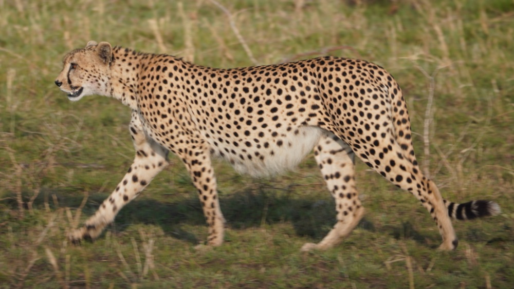 Gepard, Uganda