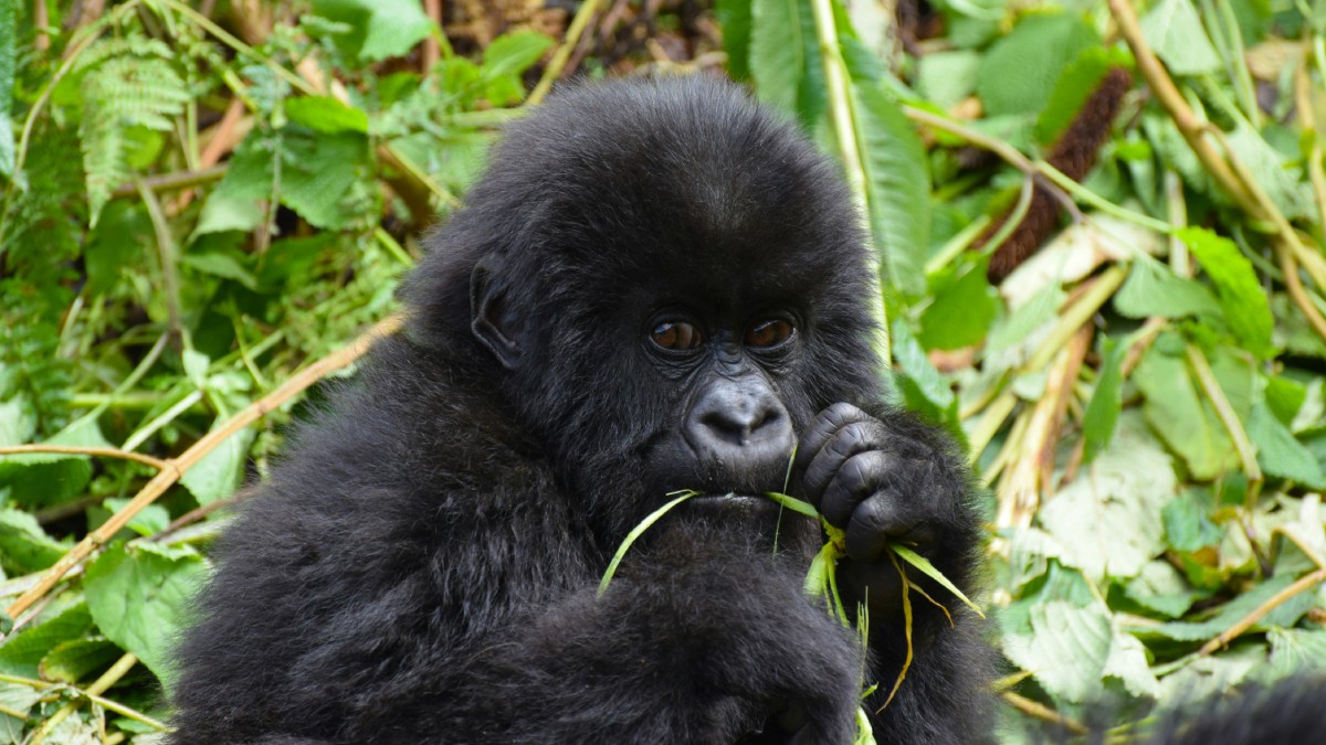 Gorilla Trekking im Bwindi Nationalpark, Uganda