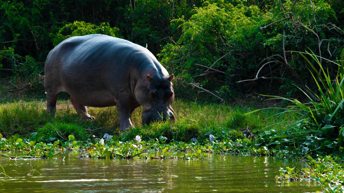 Kazinga Cruise mit Nilpferden, Uganda