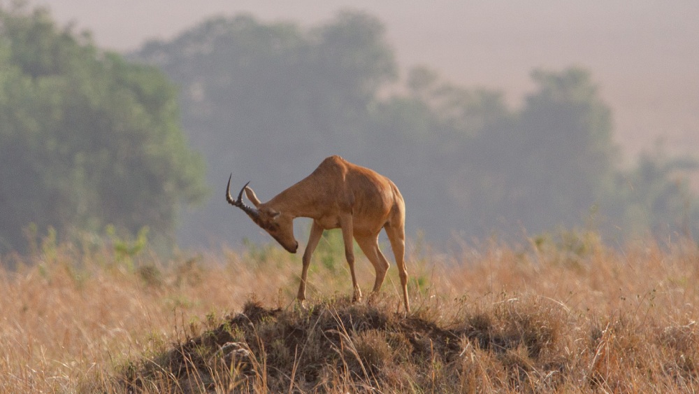 Leierantilope im Kidepo Nationalpark, Uganda