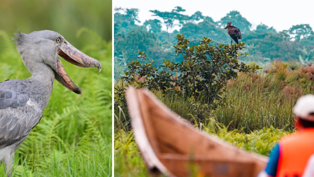 Schuhschnabel, Uganda