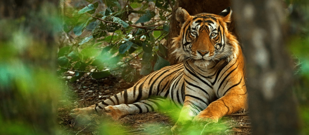 Nepal Tiger Portrait