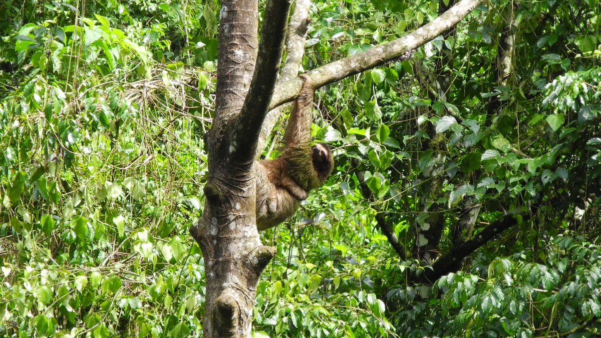 Faultier in El Valle, Panama