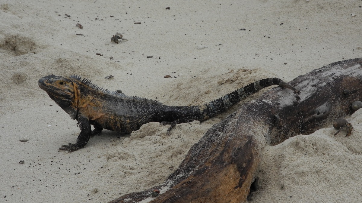 Leguan am Strand der Isla Iguana, Panama