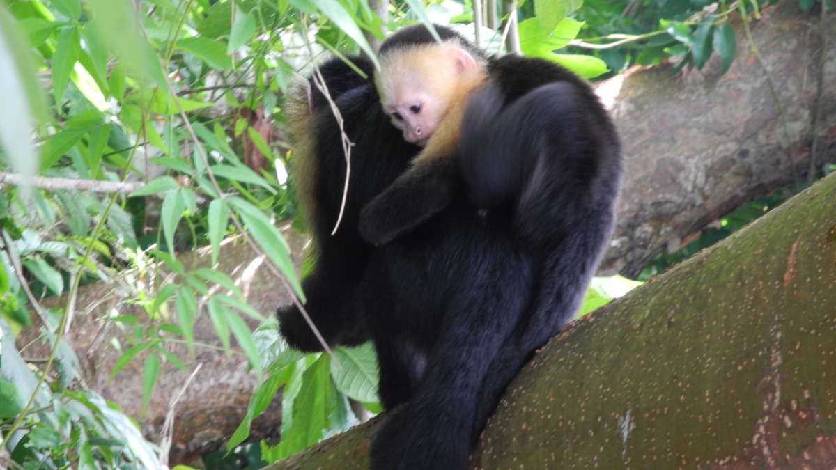 Affeninsel auf dem Gatunsee in Panama