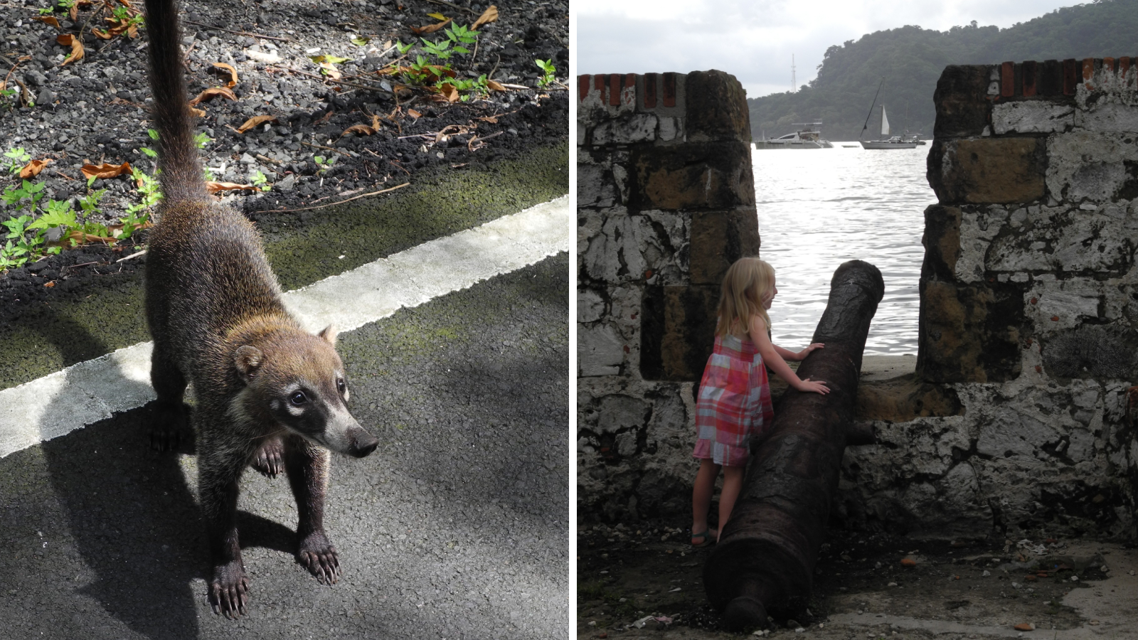 Kanone mit Meerblick in Portobelo und Nasenbär auf der Straße