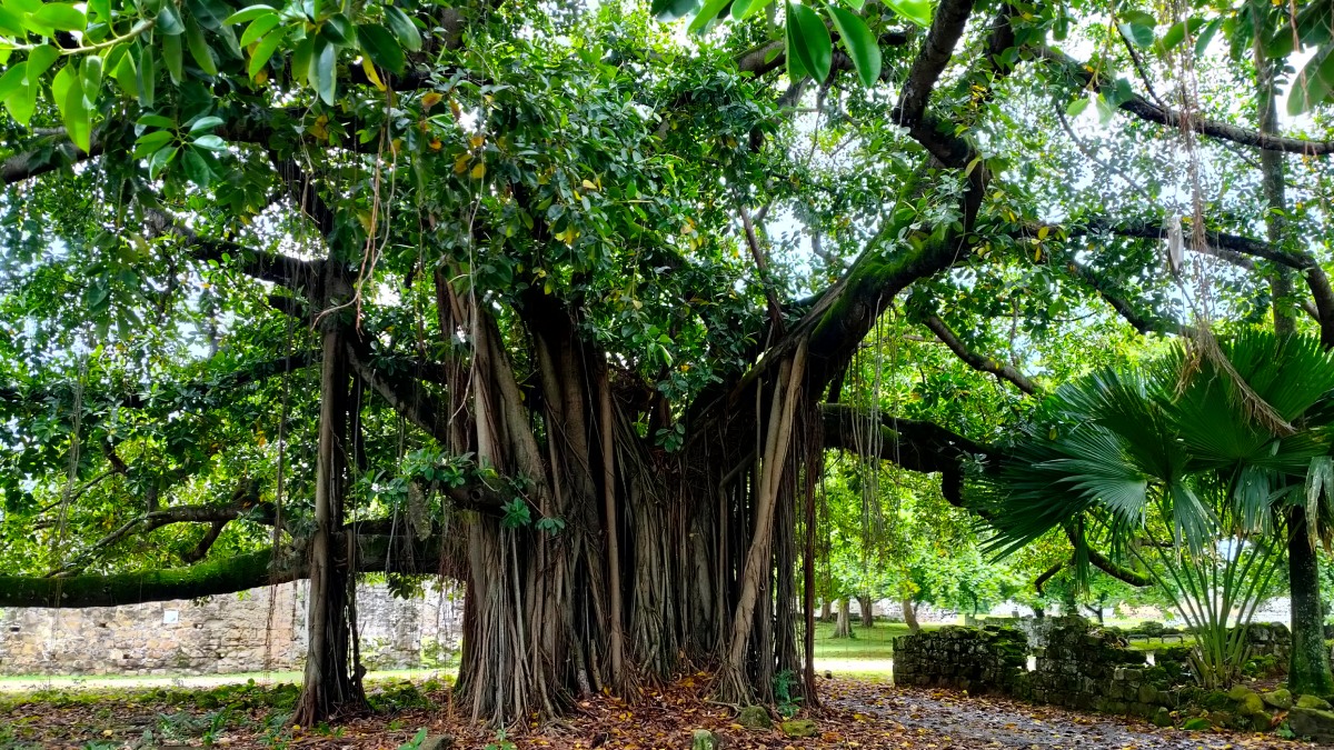 Knorriger uralter Baum in Panama Viejo