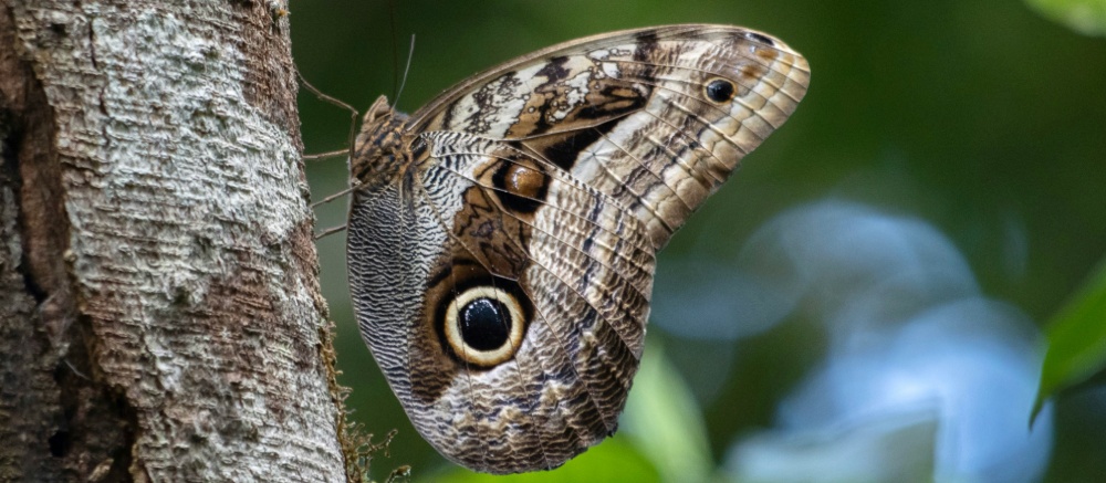 Nahaufnahme eines Schmetterlings in der Natur Panamas