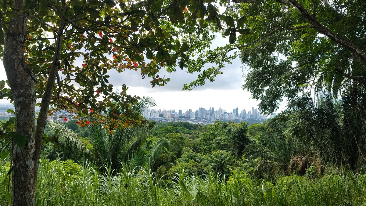 Aussicht auf Panama City vom Naturpark Metropolitano