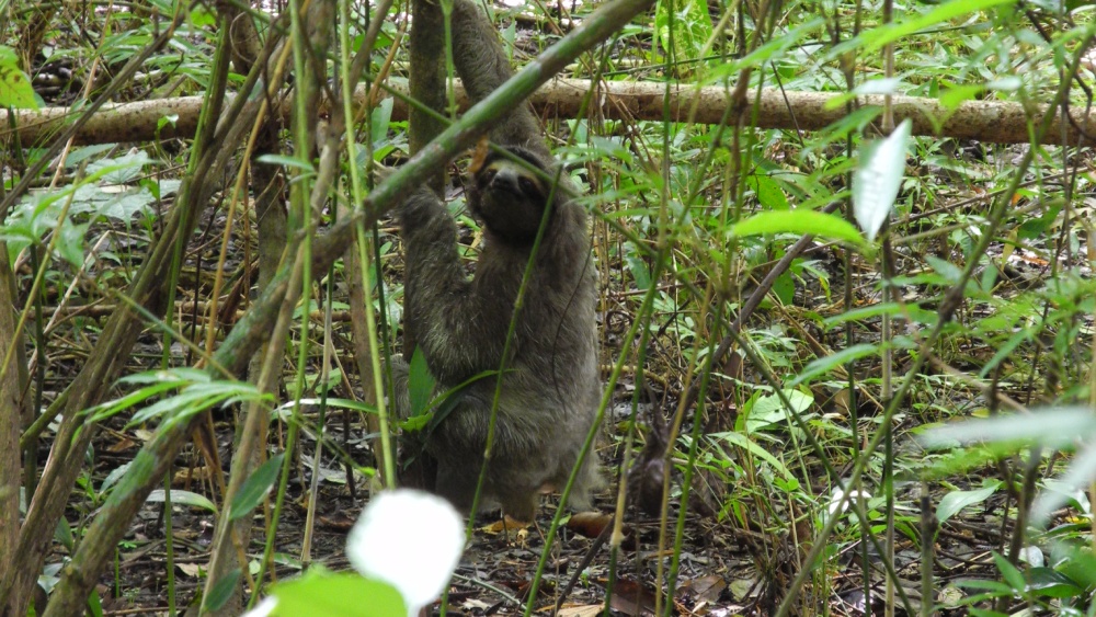 Faultier im Naturpark Metropolitano in Panama