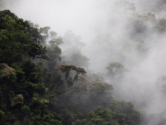 Nebelschwaden ziehen durch einen Regenwald in Costa Rica