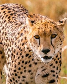 Gepard von corne