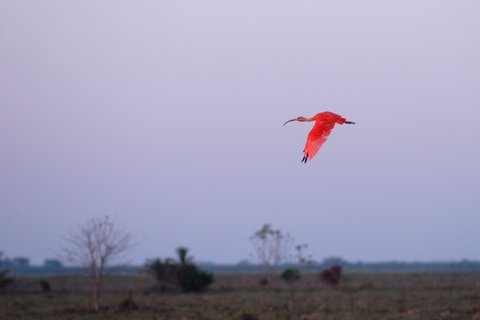 Scarlet Ibis (Eudocimus ruber) | Scharlachsichler (Eudocimus ruber) | Ibis escarlata (Eudocimus ruber)