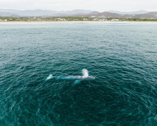 Wal von oben im Meer fotografiert an der Küste von Mexiko