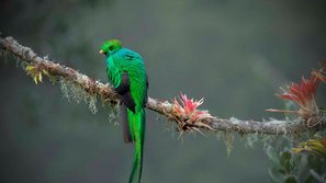 Quetzalmännchen auf einem Ast