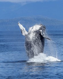 Ein Buckelwal springt aus dem Wasser