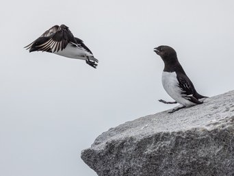 Zwei Krabbentaucher, einer auf dem Felsen, der andere im Flug