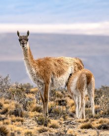 Weibliches Guanako, das in die Kamera schaut, füttert ihre Jungen mit einem Berg im Hintergrund 