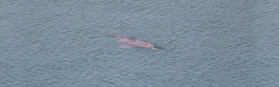 Der Gangesdelfin mit dem Rücken an der Wasseroberfläche