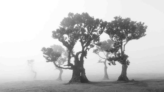 Schwarz-weiß-Fotografie von knorrigen Bäumen im Nebel auf Madeira