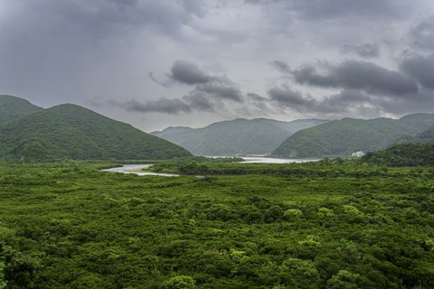 Amami Oshima Sumiyo Mangrove Virgin Forest